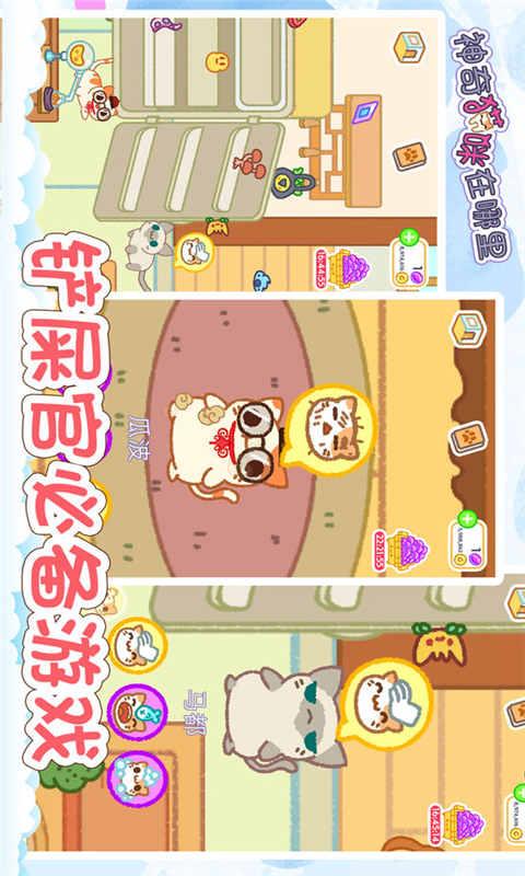 神奇猫咪在哪里截图