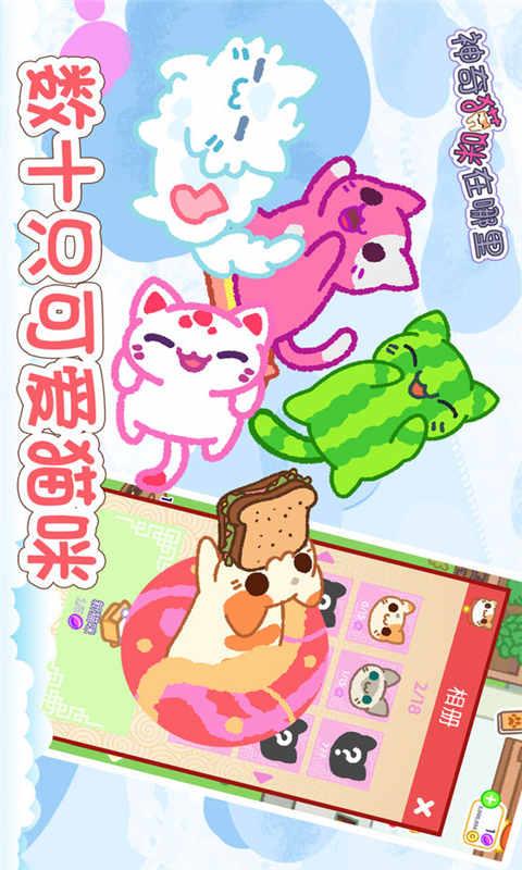 神奇猫咪在哪里截图